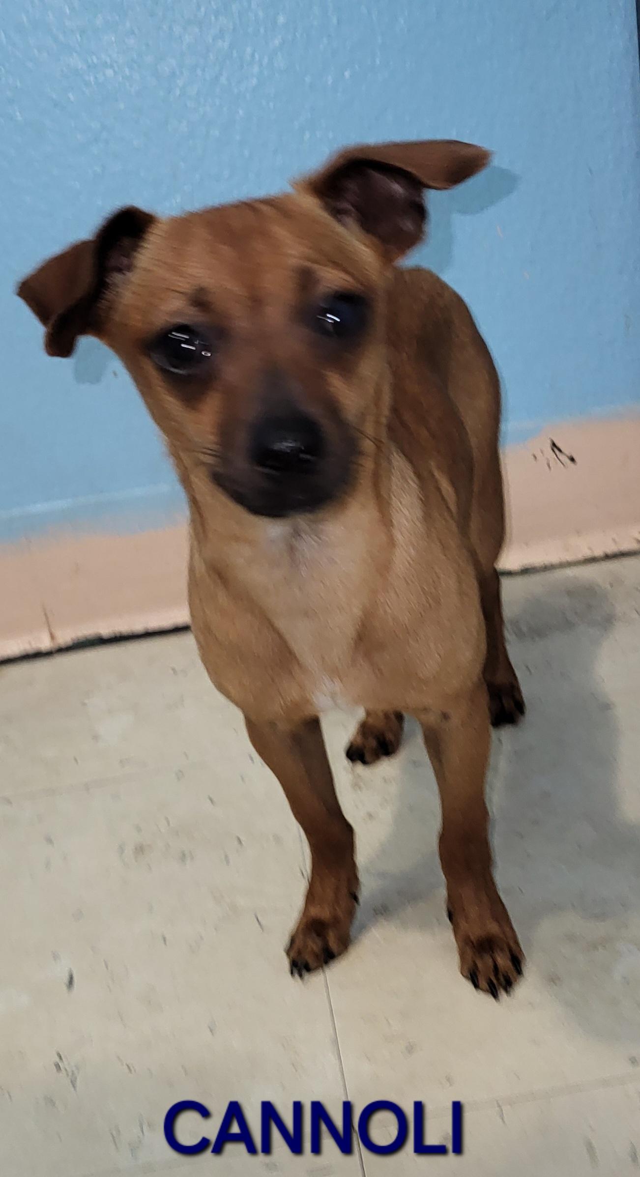 Cannoli, a ADOPTABLE mixed breed in Sarasota, FL image 5/6