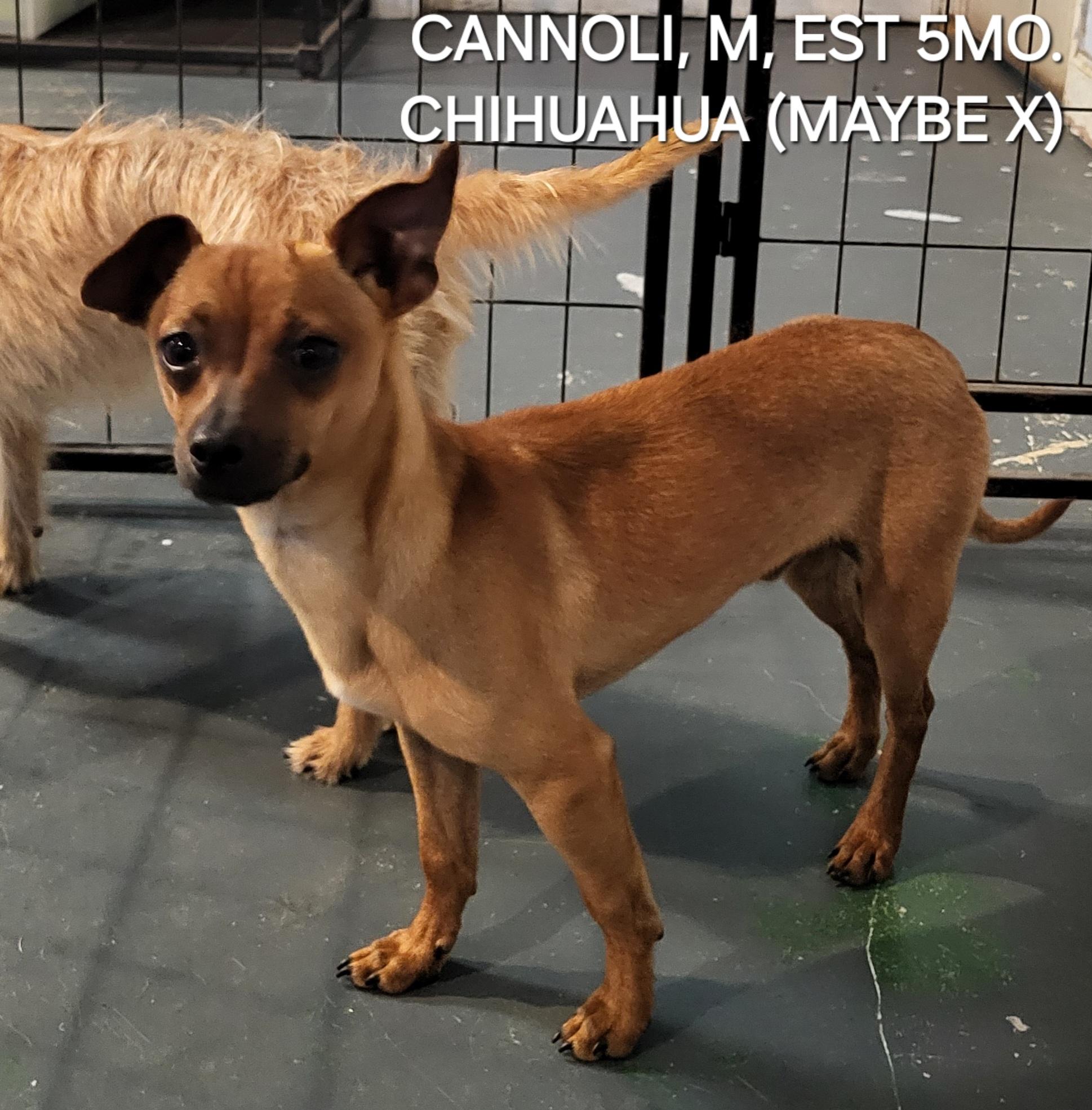 Cannoli, ADOPTABLE, Puppy Male Chihuahua.