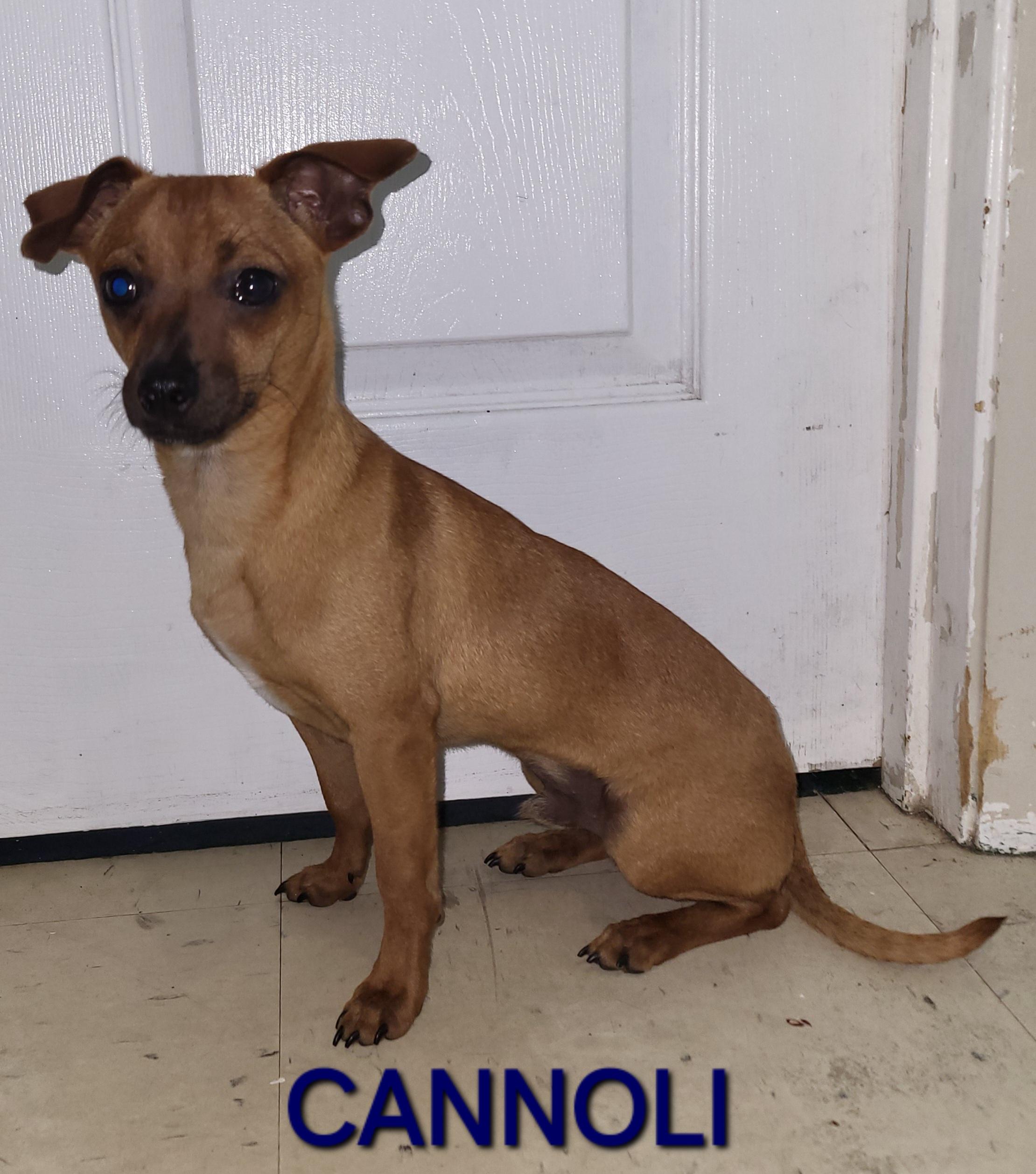 Cannoli, a ADOPTABLE mixed breed in Sarasota, FL image 2/6