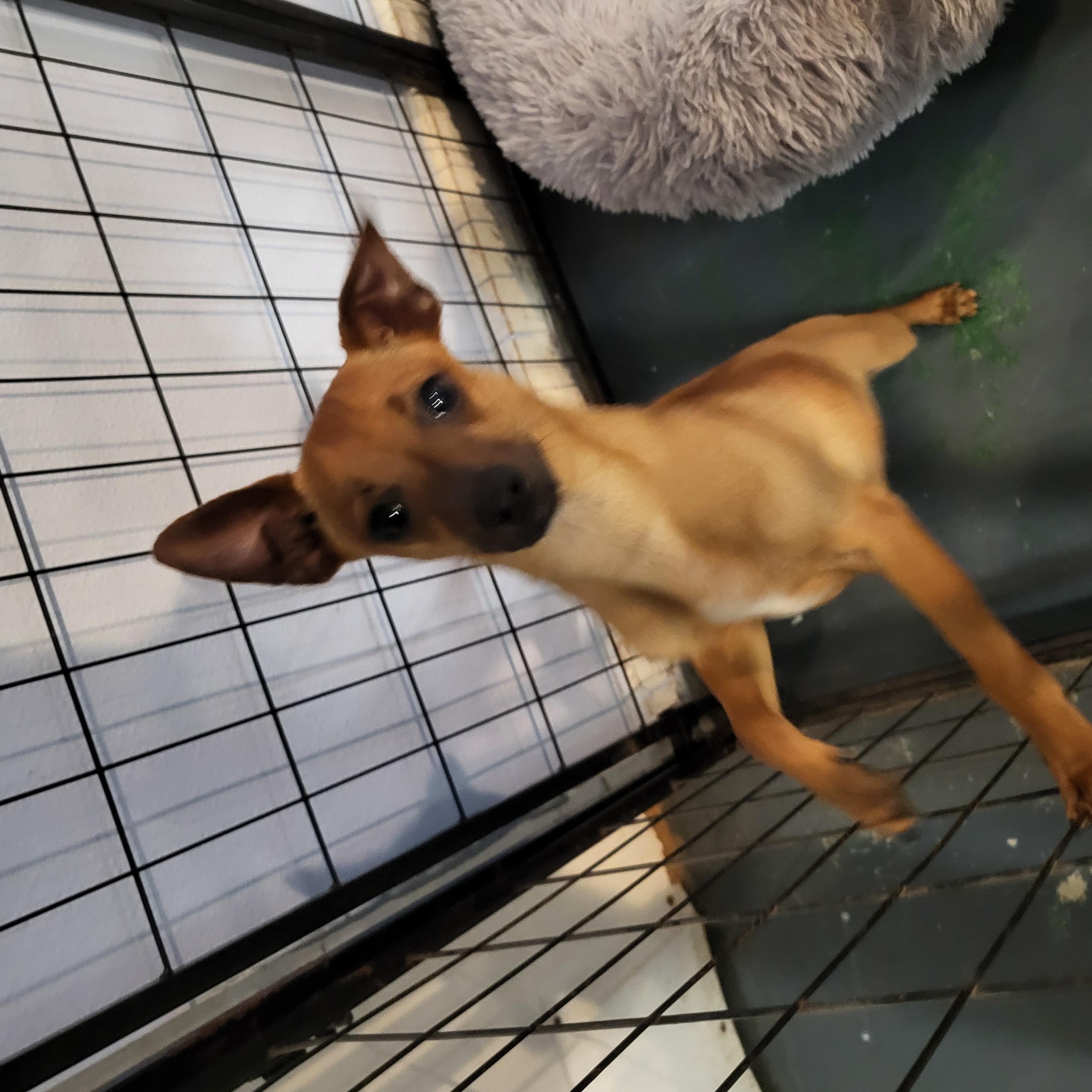 Cannoli, a ADOPTABLE mixed breed in Sarasota, FL image 4/6