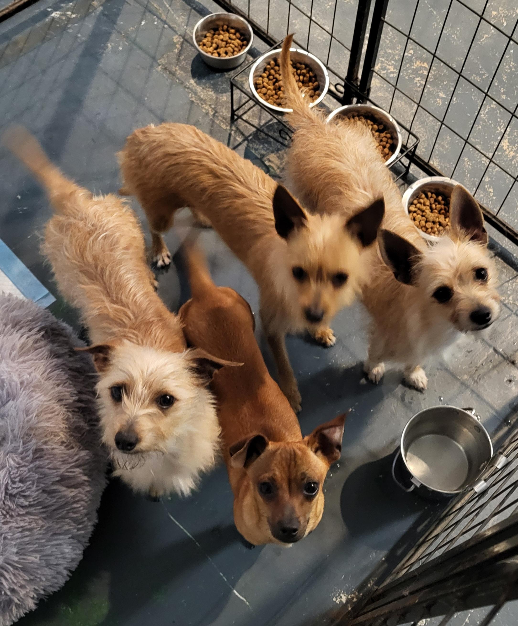 Cannoli, a ADOPTABLE mixed breed in Sarasota, FL image 6/6