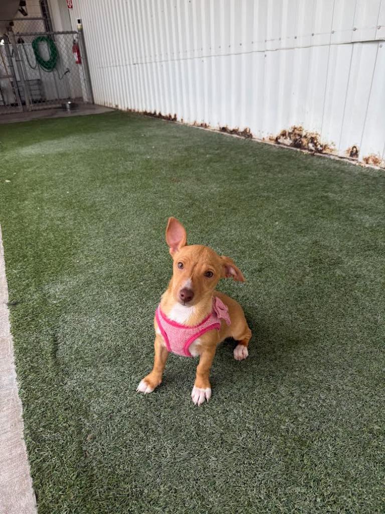 Sunny, Adoptable, Puppy Female Terrier.