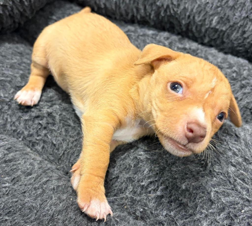 Enlarge Sunny, a Adoptable mixed breed in Midland, TX image 2/4