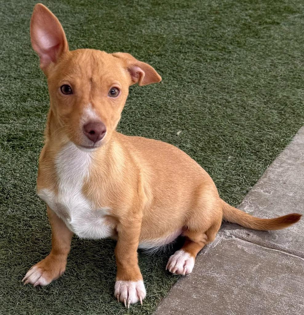 Enlarge Sunny, a Adoptable mixed breed in Midland, TX image 3/4
