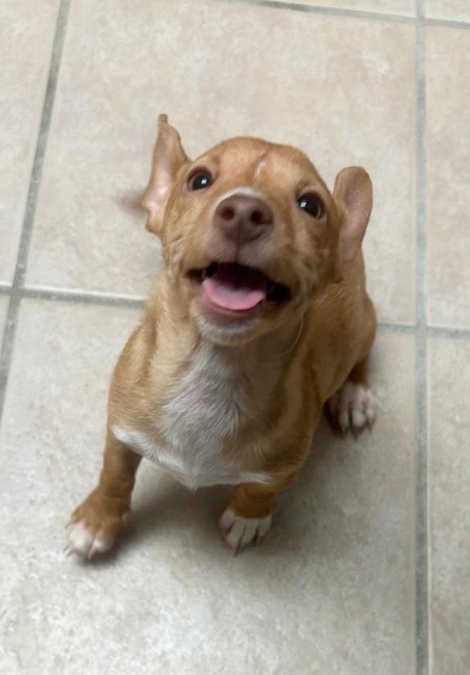 Enlarge Sunny, a Adoptable mixed breed in Midland, TX image 4/4