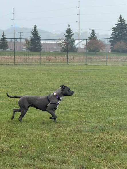 Enlarge MJ, a Adoptable mixed breed in Traverse City, MI image 4/4