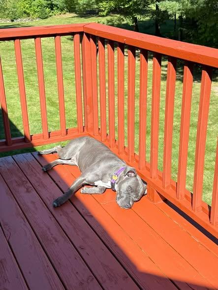 Enlarge MJ, a Adoptable mixed breed in Traverse City, MI image 3/4