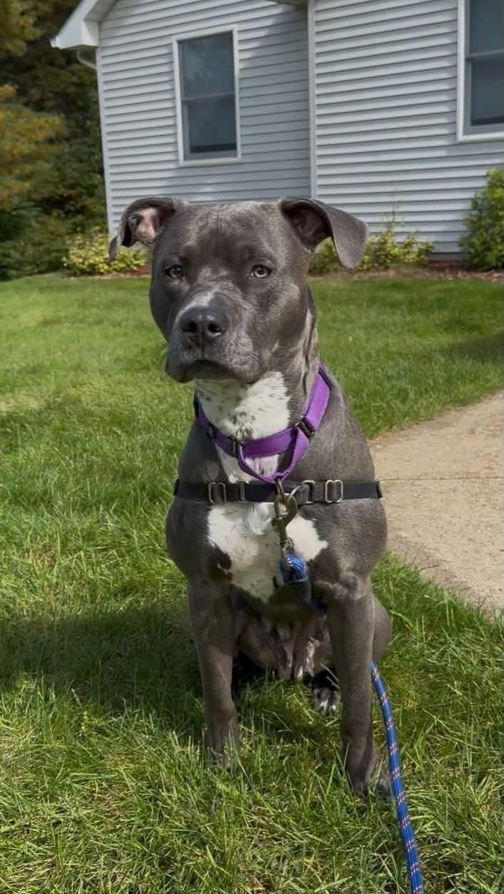 MJ, Adoptable, Adult Female American Staffordshire Terrier & Pit Bull Terrier.