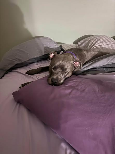 Enlarge MJ, a Adoptable mixed breed in Traverse City, MI image 2/4