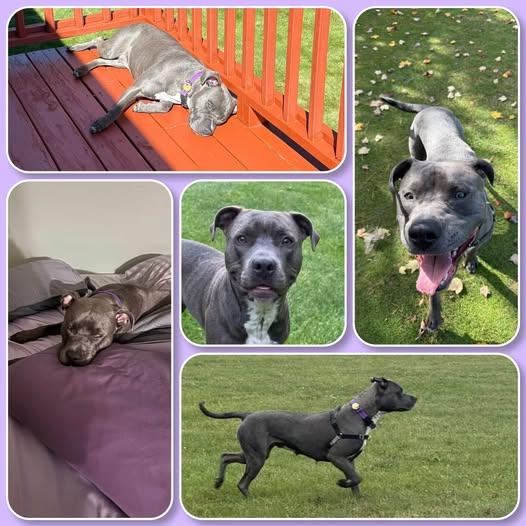 MJ, Adoptable, Adult Female American Staffordshire Terrier & Pit Bull Terrier.