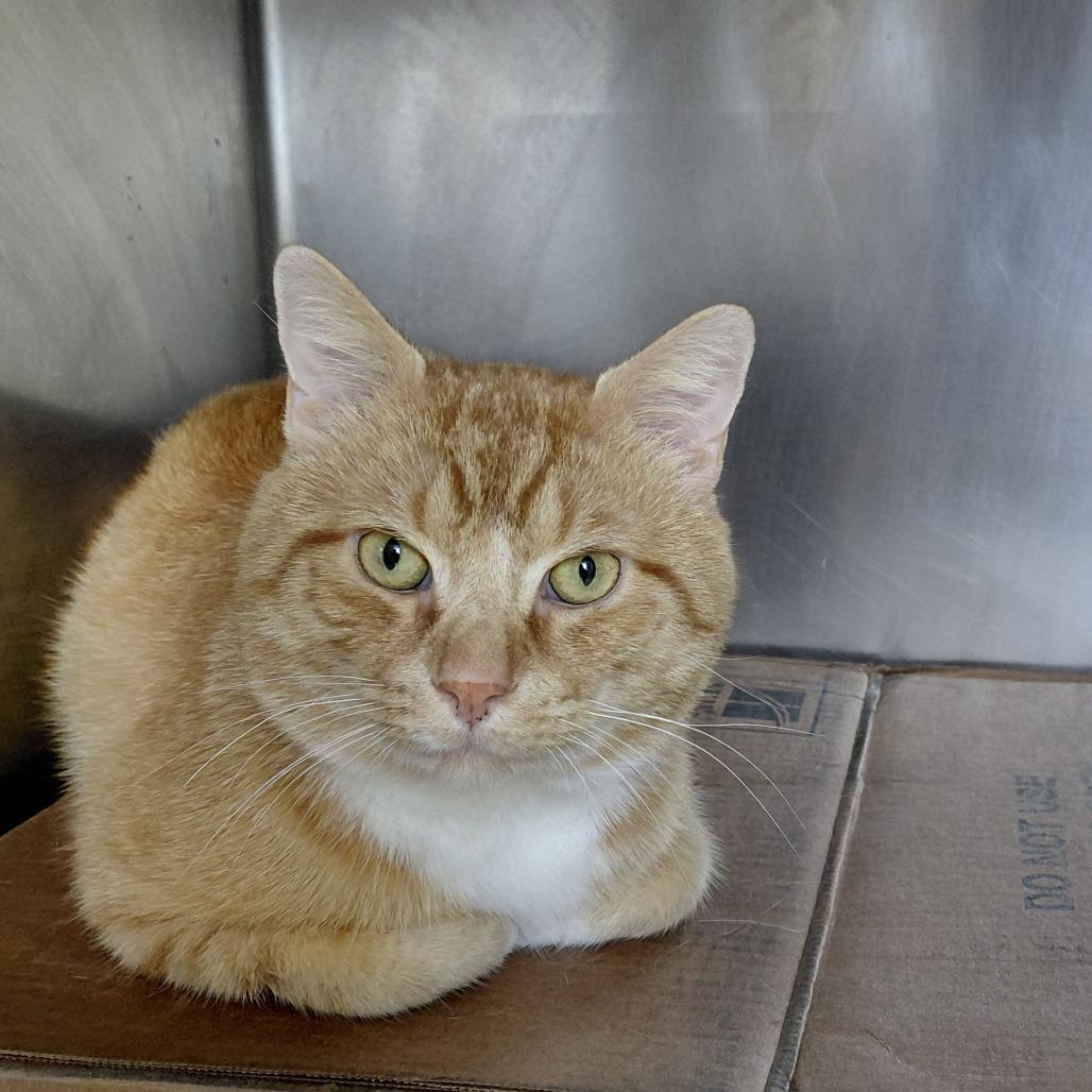 Toad, Adoptable, Adult Male Domestic Short Hair.