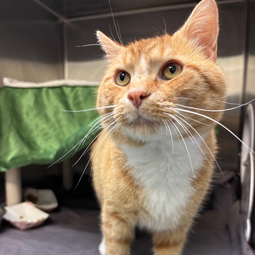 Enlarge Toad, a Adoptable Domestic Short Hair in Philadelphia, PA image 2/4