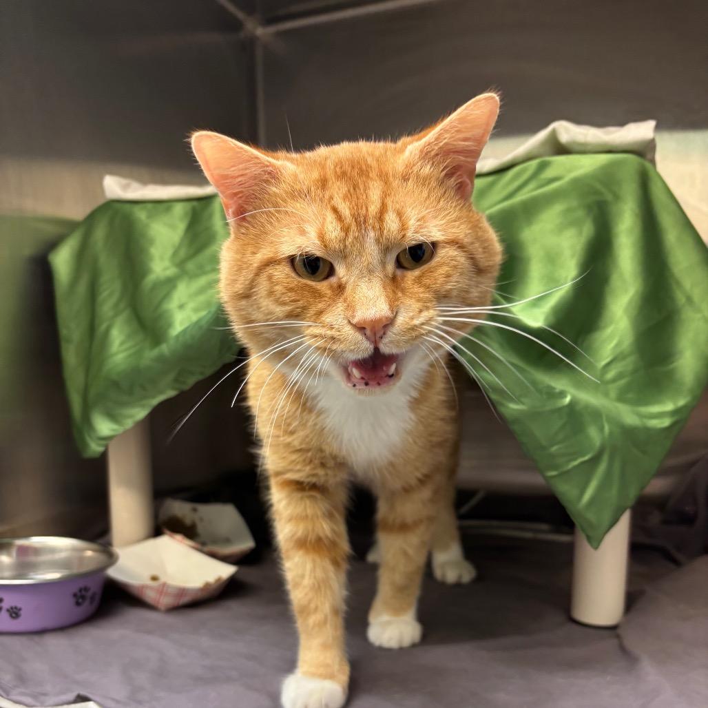 Enlarge Toad, a Adoptable Domestic Short Hair in Philadelphia, PA image 3/4