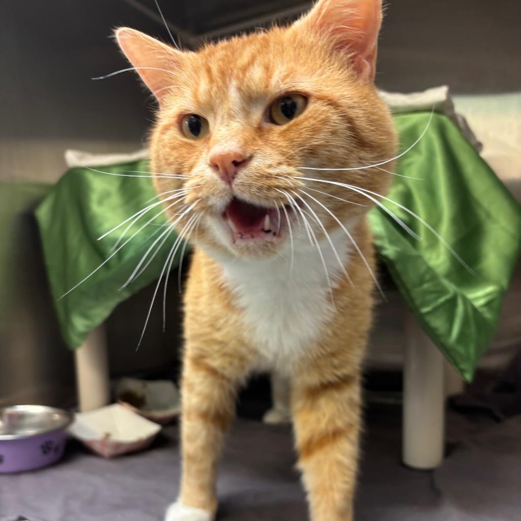 Enlarge Toad, a Adoptable Domestic Short Hair in Philadelphia, PA image 4/4