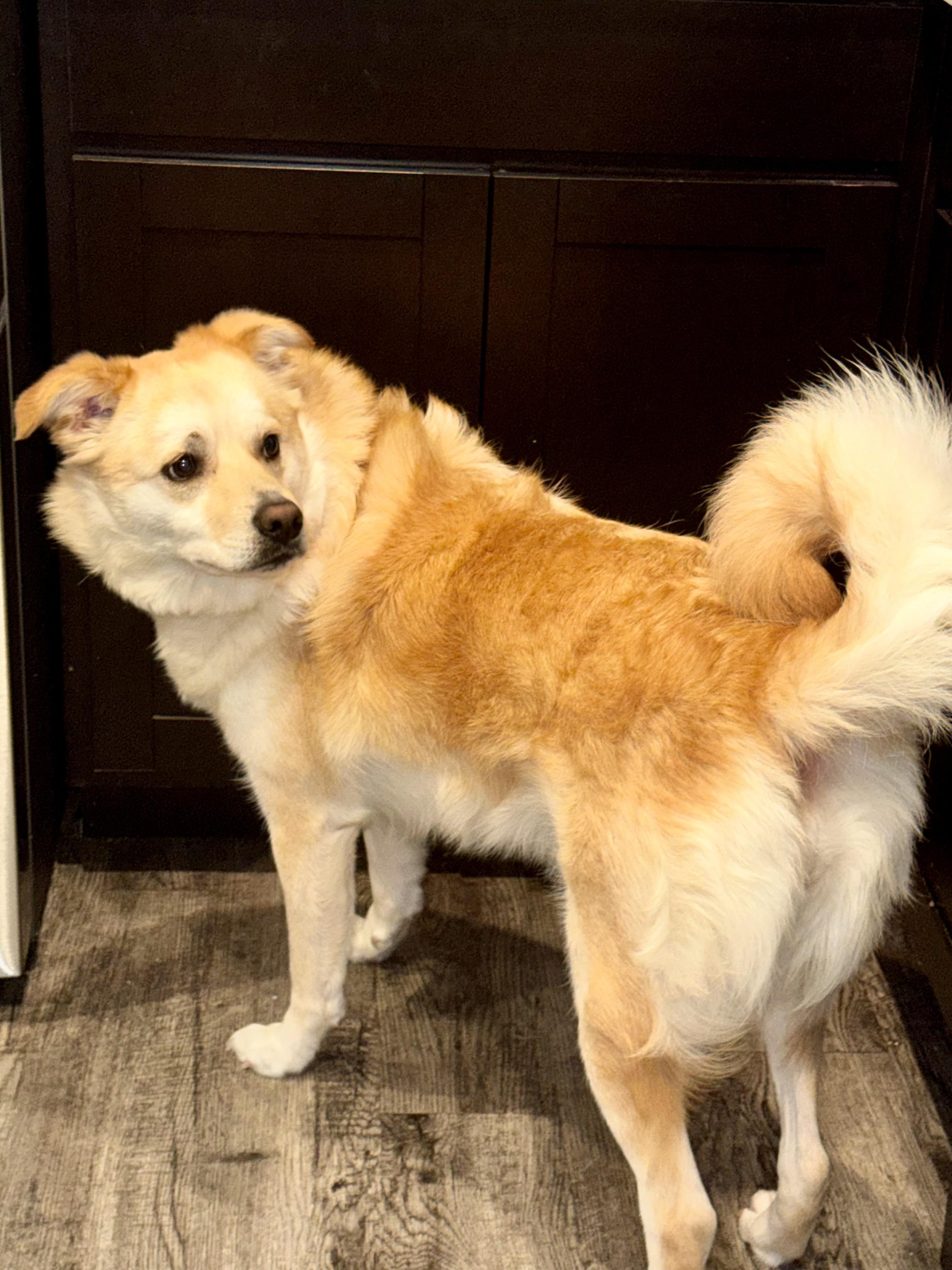 Enlarge Khaleesi, a Adoptable mixed breed in Edmond, OK image 2/2