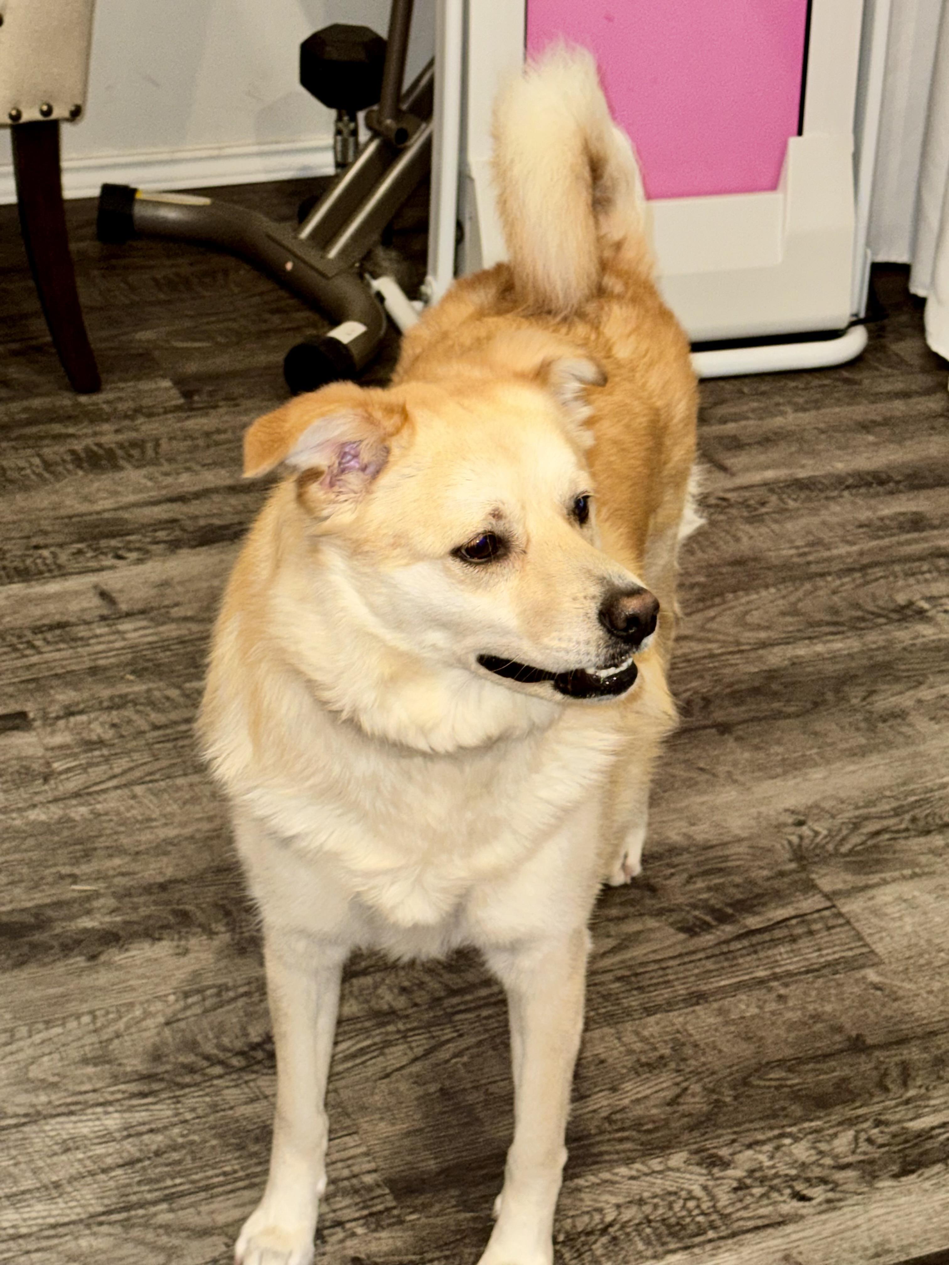 Khaleesi, Adoptable, Young Female Golden Retriever.