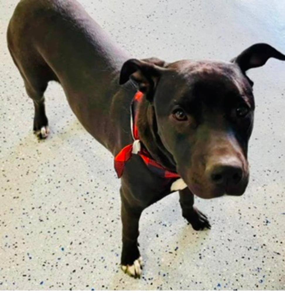 Duncan, Adoptable, Young Male Labrador Retriever & Pit Bull Terrier.