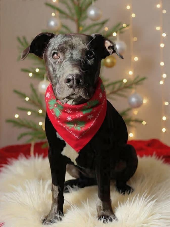 Enlarge Duncan, a Adoptable mixed breed in Shawnee, OK image 2/6