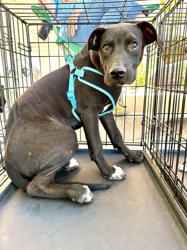 Enlarge Duncan, a Adoptable mixed breed in Shawnee, OK image 3/6
