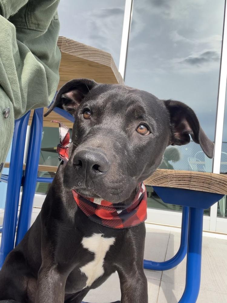 Enlarge Duncan, a Adoptable mixed breed in Shawnee, OK image 5/6