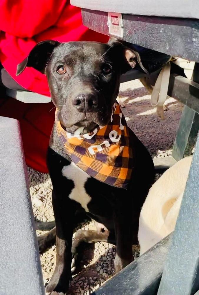Enlarge Duncan, a Adoptable mixed breed in Shawnee, OK image 6/6