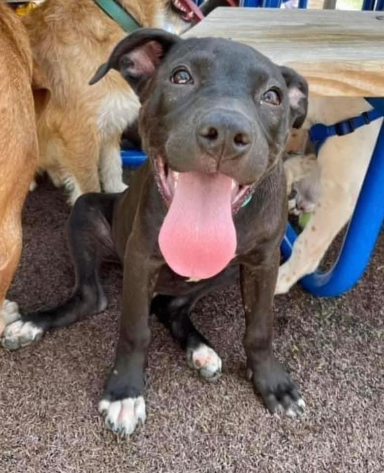 Duncan, a Adoptable mixed breed in Shawnee, OK image 5/5