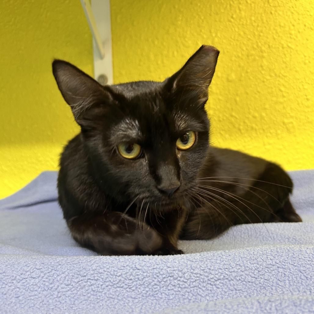Enlarge Twister, a Adoptable Domestic Short Hair in Fresno, CA image 1/2