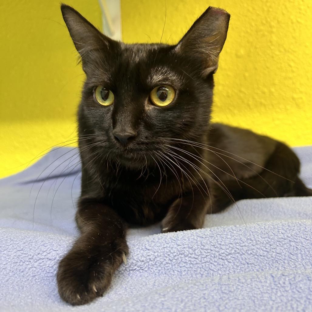 Enlarge Twister, a Adoptable Domestic Short Hair in Fresno, CA image 2/2