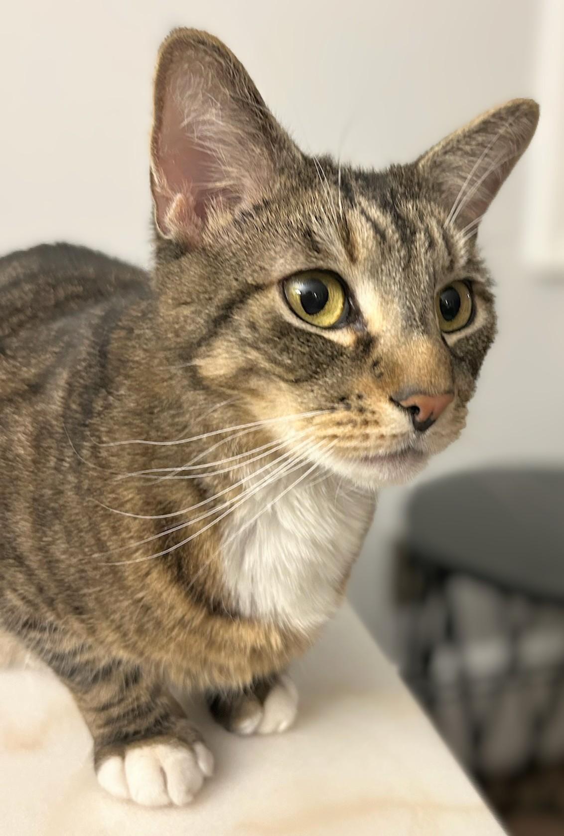 Enlarge Lolo (reduced adoption fee), a Adoptable Domestic Short Hair in Melrose, MA image 2/3