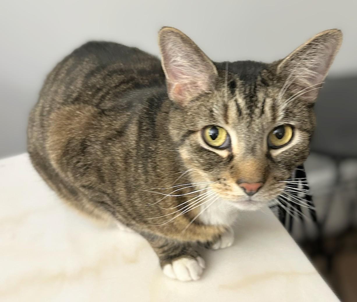 Enlarge Lolo (reduced adoption fee), a Adoptable Domestic Short Hair in Melrose, MA image 1/3
