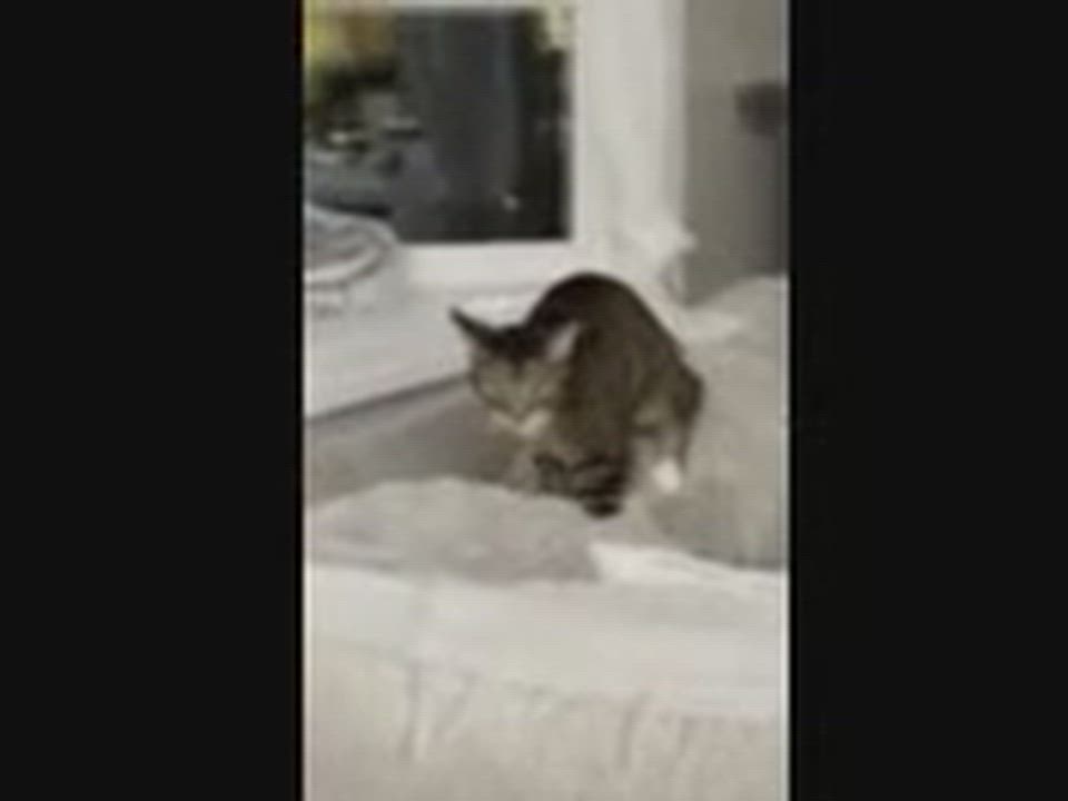 Enlarge Lolo (reduced adoption fee), a Adoptable Domestic Short Hair in Melrose, MA video 3/3