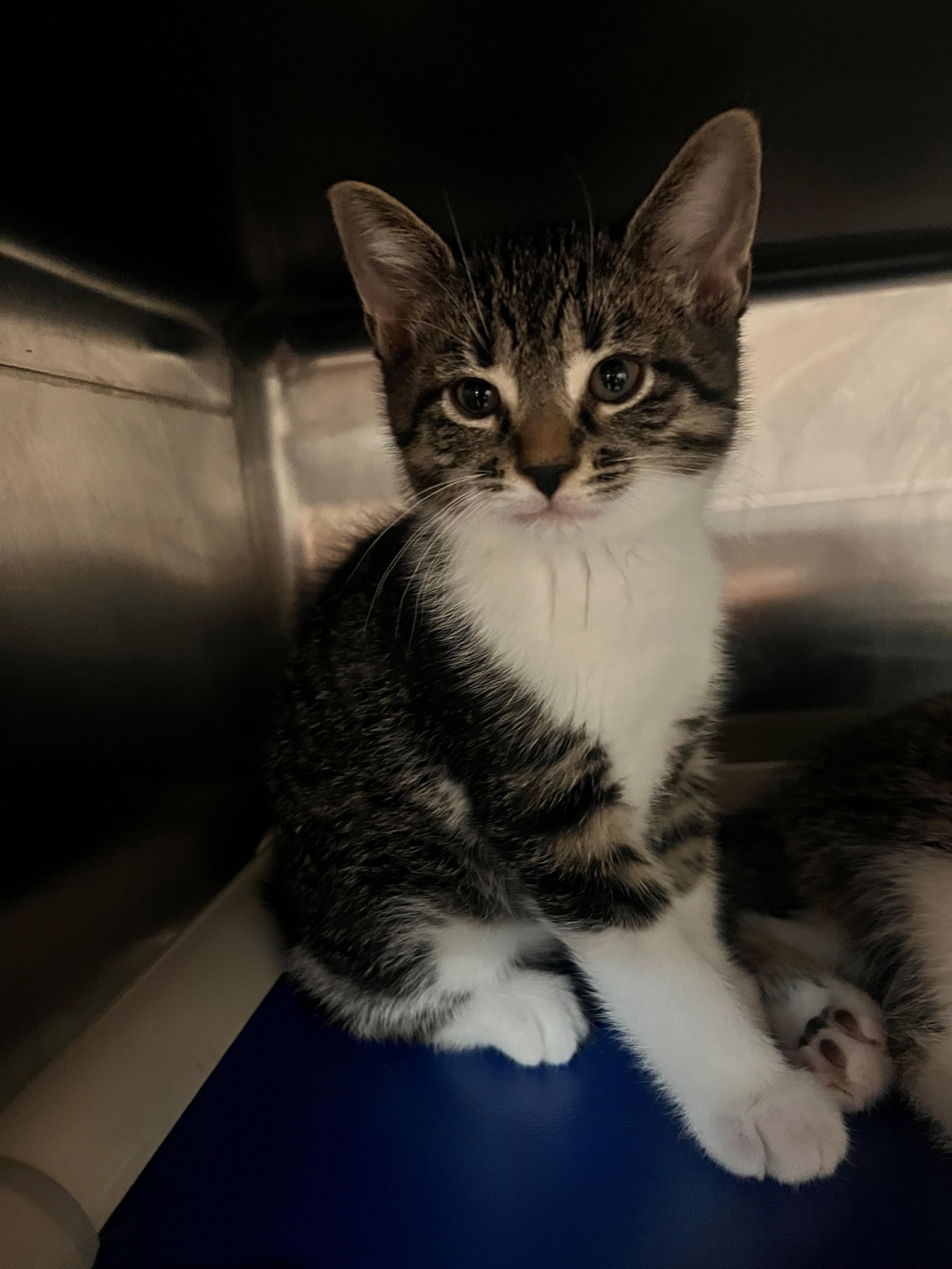 Misty CA-194/26, adopted, Kitten Female Domestic Short Hair.