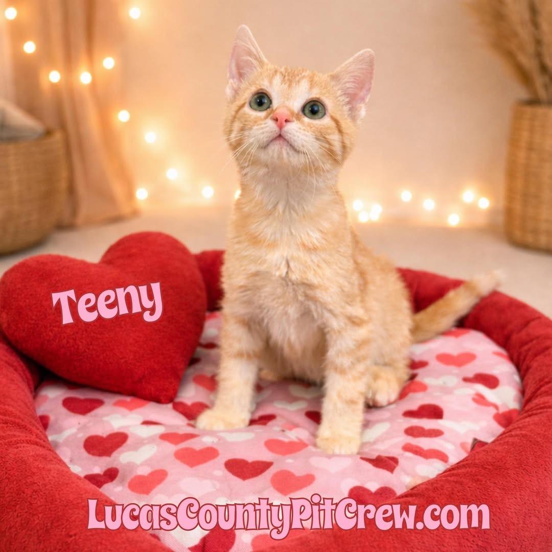 Teeny, adopted, Kitten Female Tabby & Domestic Short Hair.