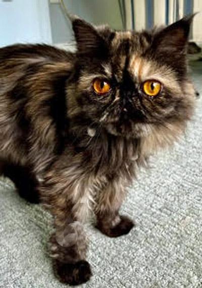 Enlarge BETTINA, a Adoptable Persian in Albany, NY image 3/5