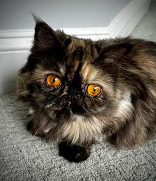 BETTINA, Adoptable, Young Female Persian.