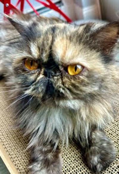 Enlarge BETTINA, a Adoptable Persian in Albany, NY image 2/5