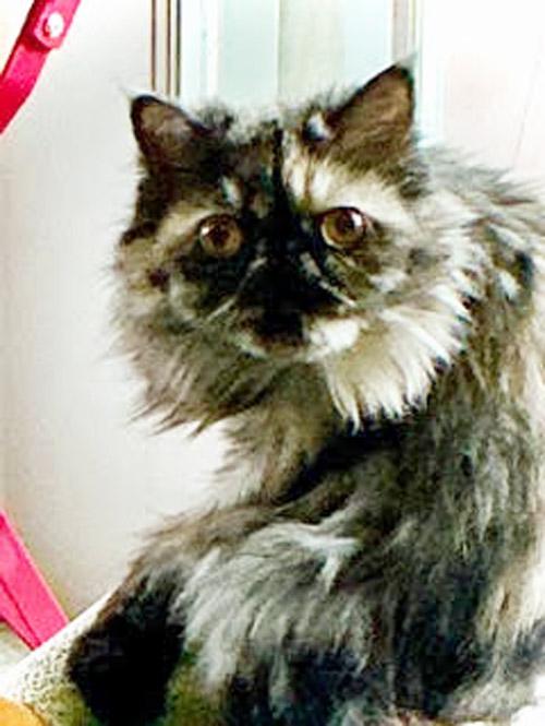 Enlarge BETTINA, a Adoptable Persian in Albany, NY image 4/5