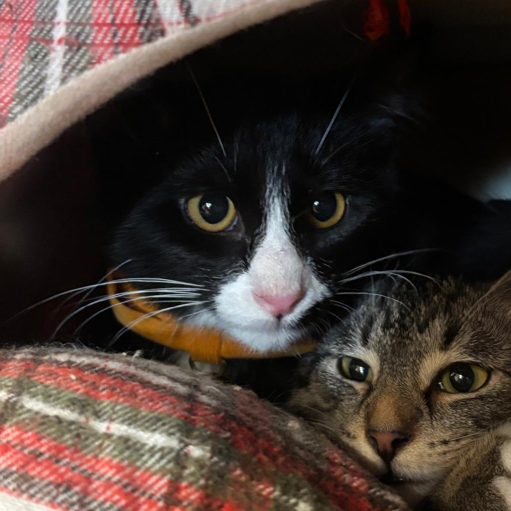 Enlarge Toast, a Adopted Domestic Short Hair in Oconomowoc, WI image 4/4