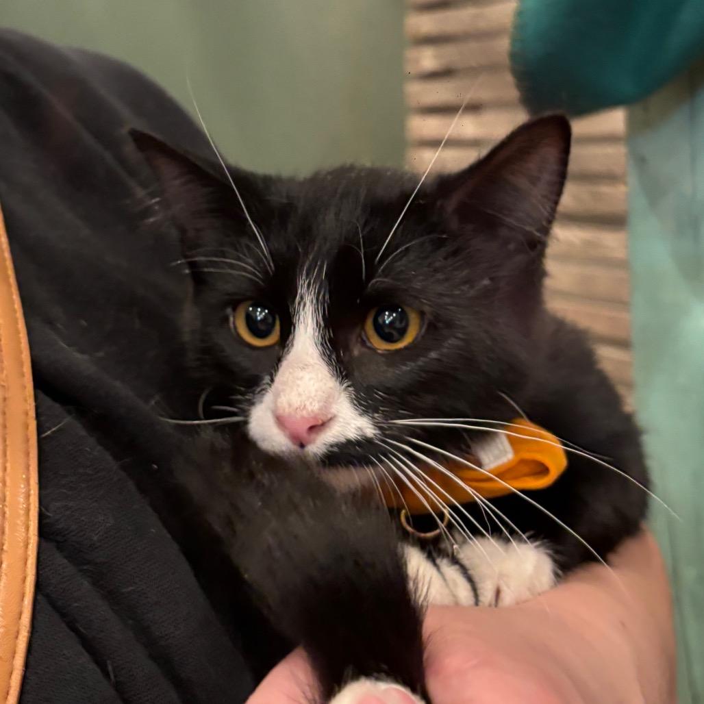 Enlarge Toast, a Adopted Domestic Short Hair in Oconomowoc, WI image 2/4