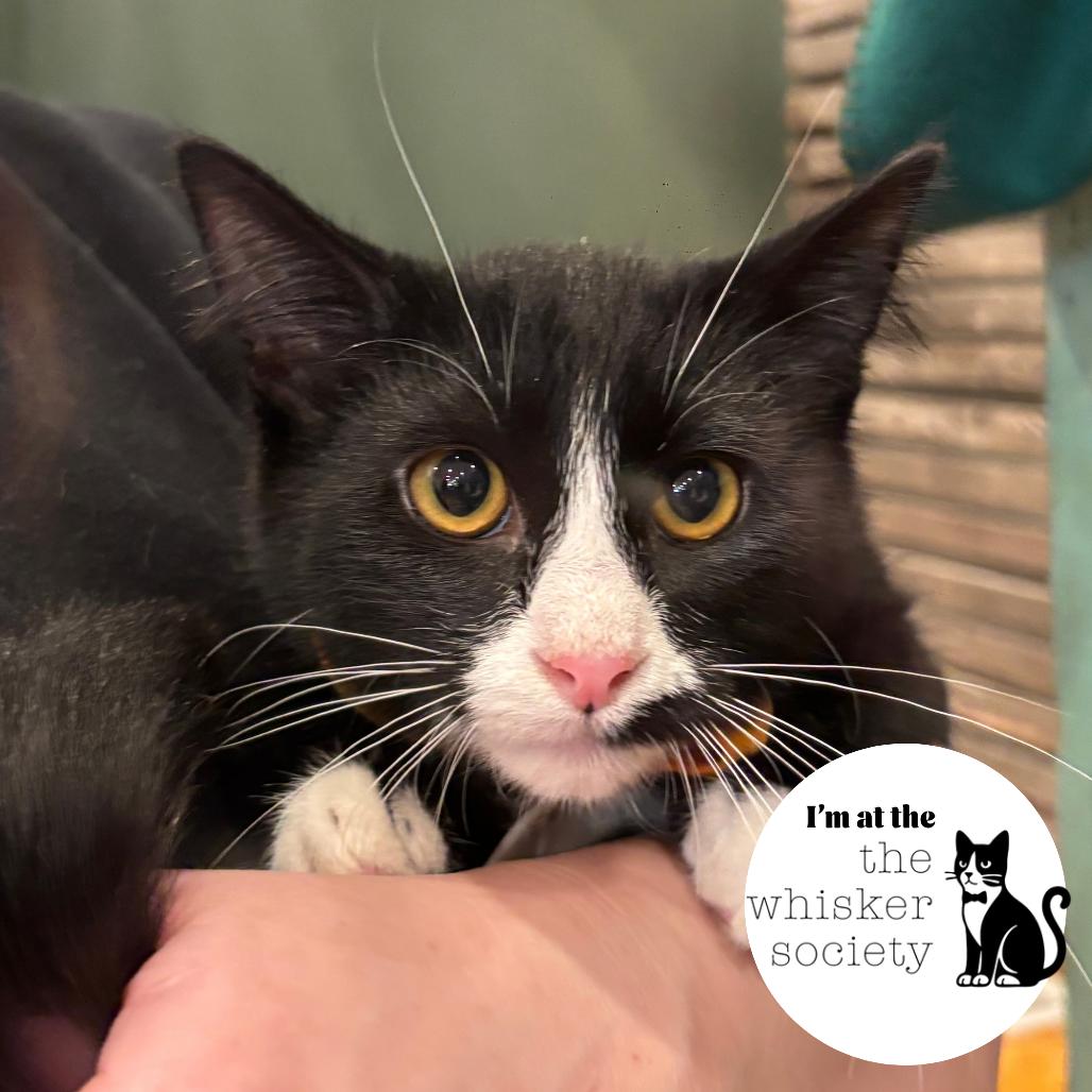 Toast, Adopted, Young Male Domestic Short Hair.