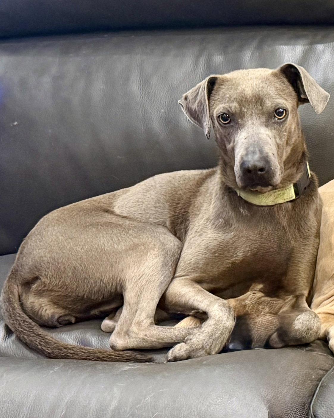 Ashly, a Adoptable Labrador Retriever in Salt Lake City, UT image 1/3
