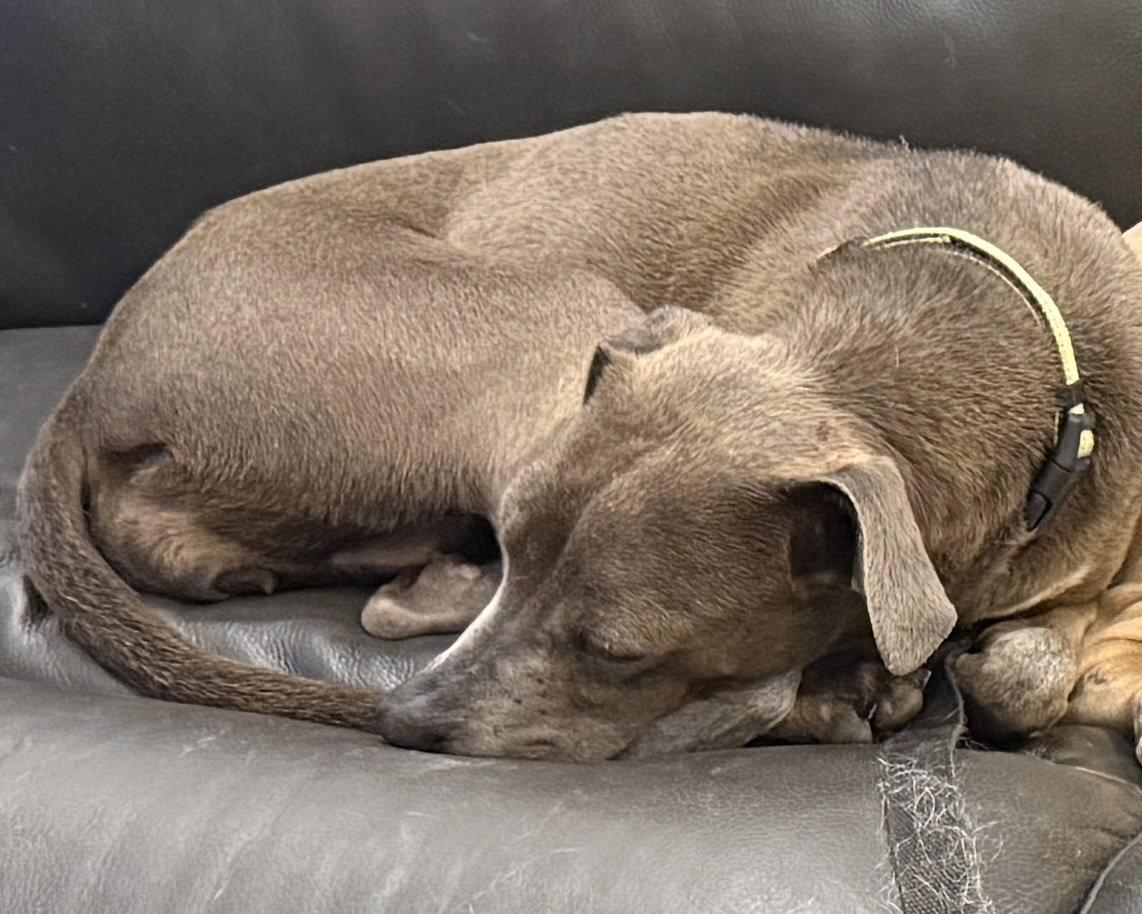 Ashly, a Adoptable Labrador Retriever in Salt Lake City, UT image 2/3
