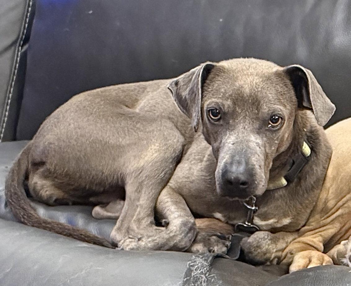 Ashly, a Adoptable Labrador Retriever in Salt Lake City, UT image 3/3