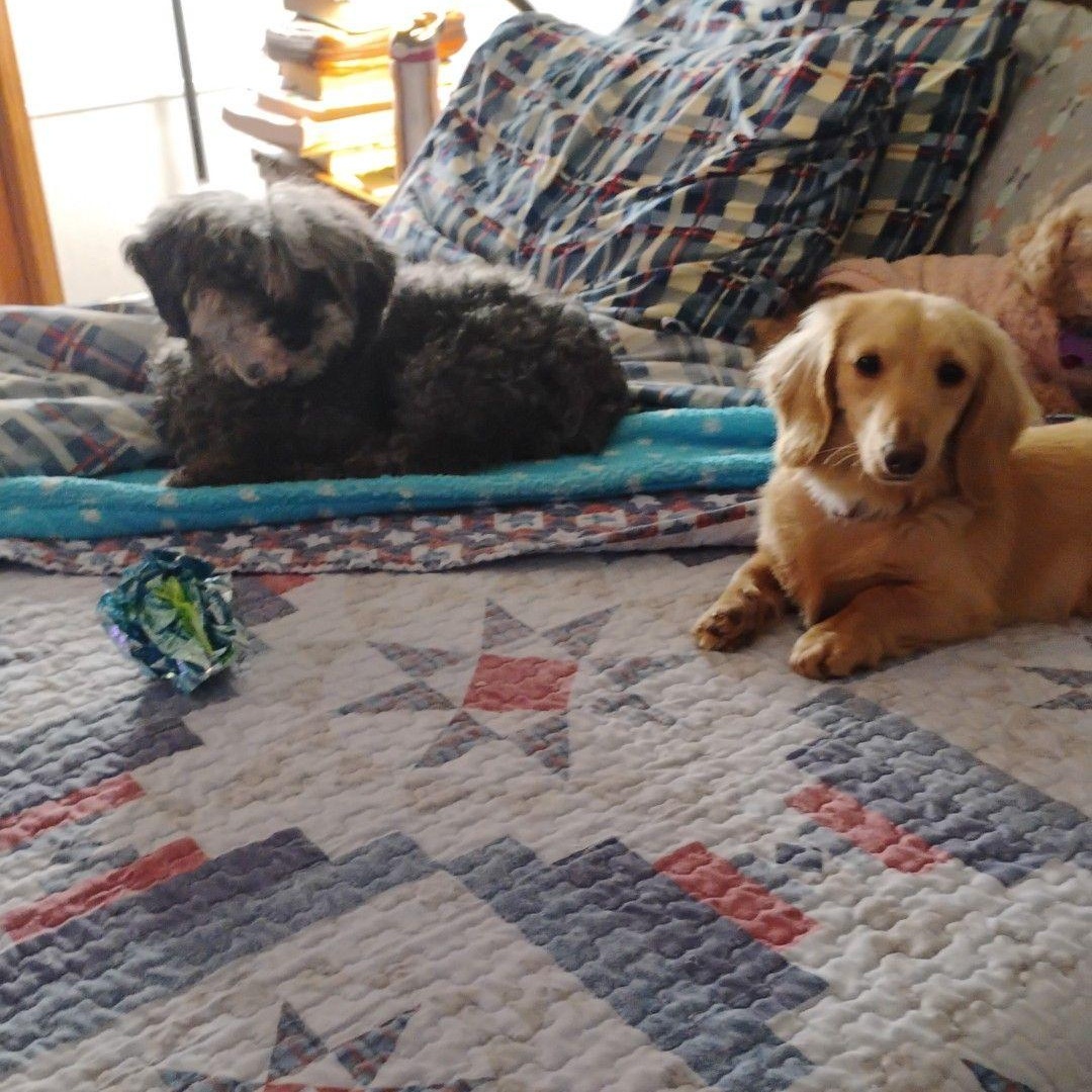 Enlarge Winston, an adopted Dachshund (Long Haired) in Helena, AL image 2/2