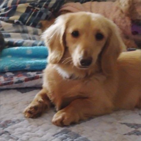 Winston, adopted, Adult Male Dachshund (Long Haired).