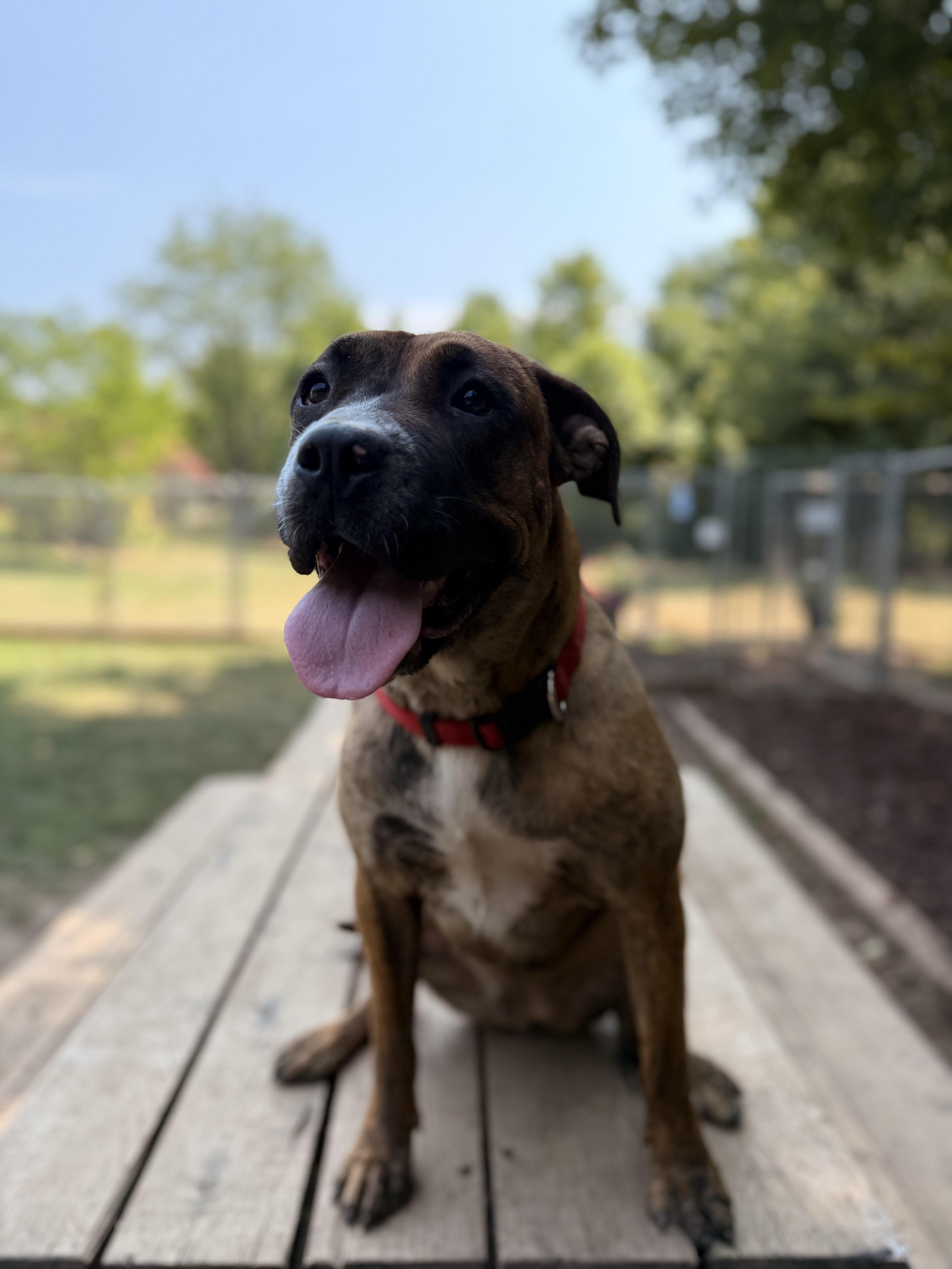 Bella, a Adoptable mixed breed in Addison, ON image 3/6