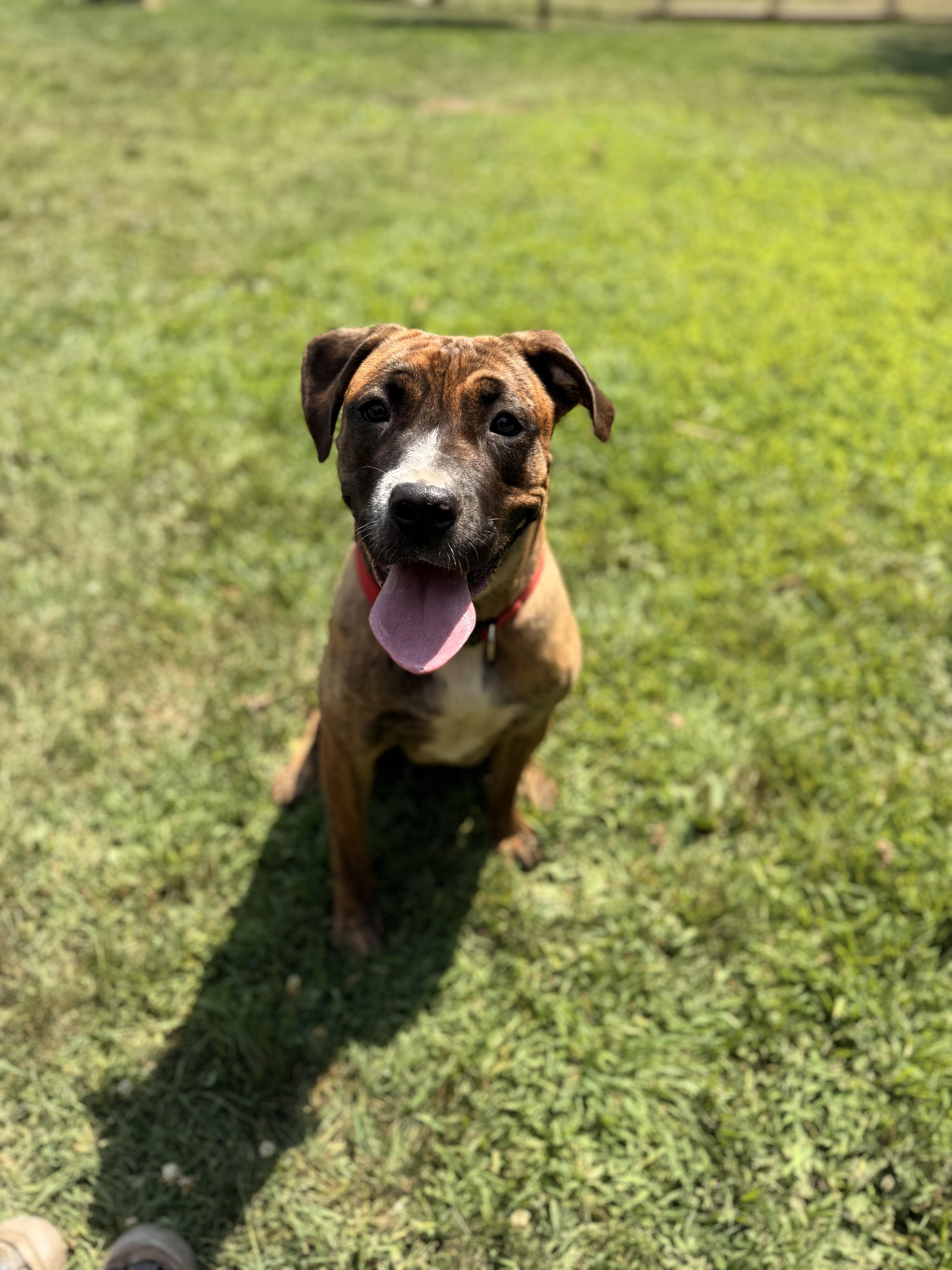 Bella, a Adoptable mixed breed in Addison, ON image 6/6