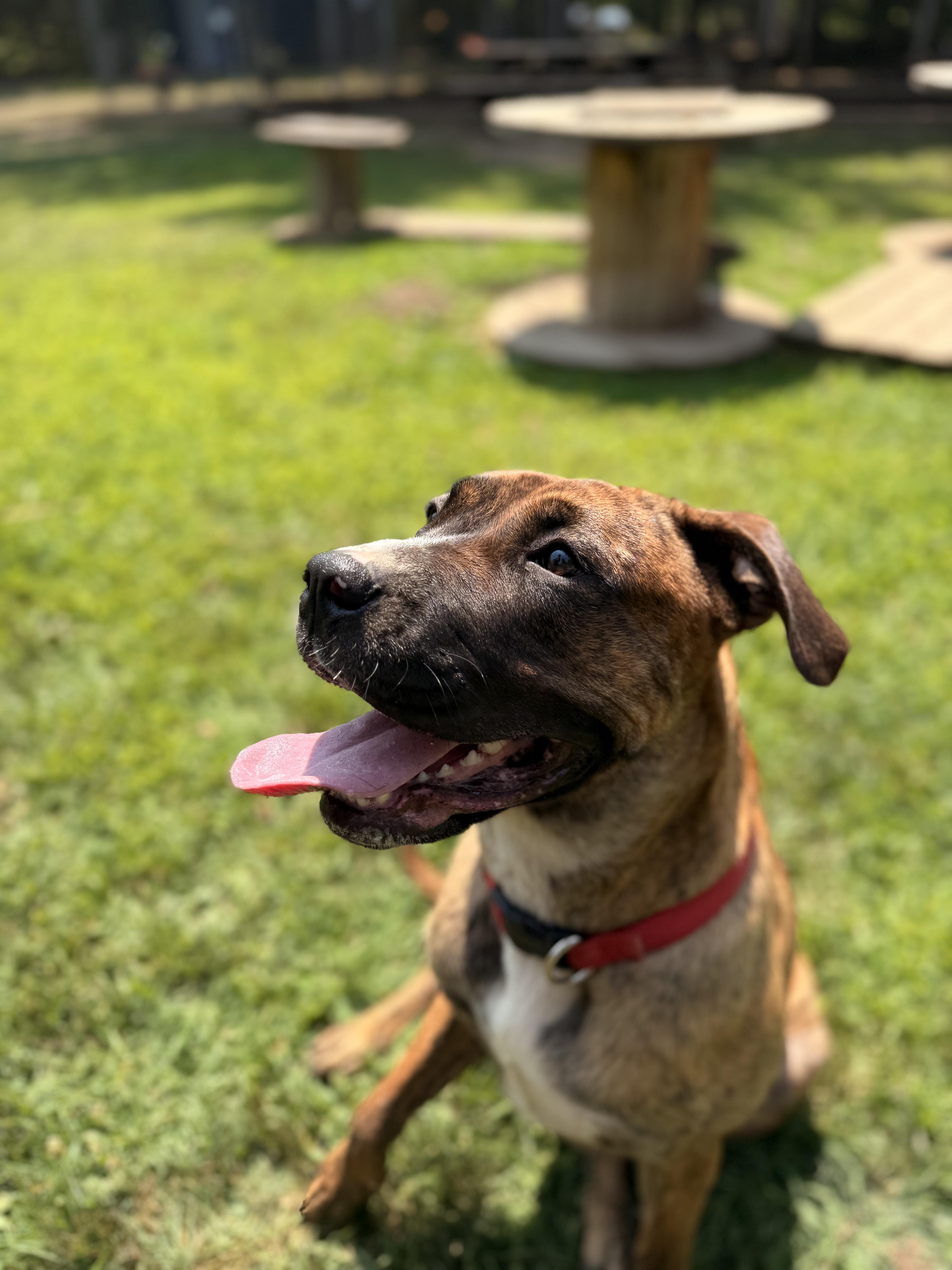 Bella, a Adoptable mixed breed in Addison, ON image 5/6