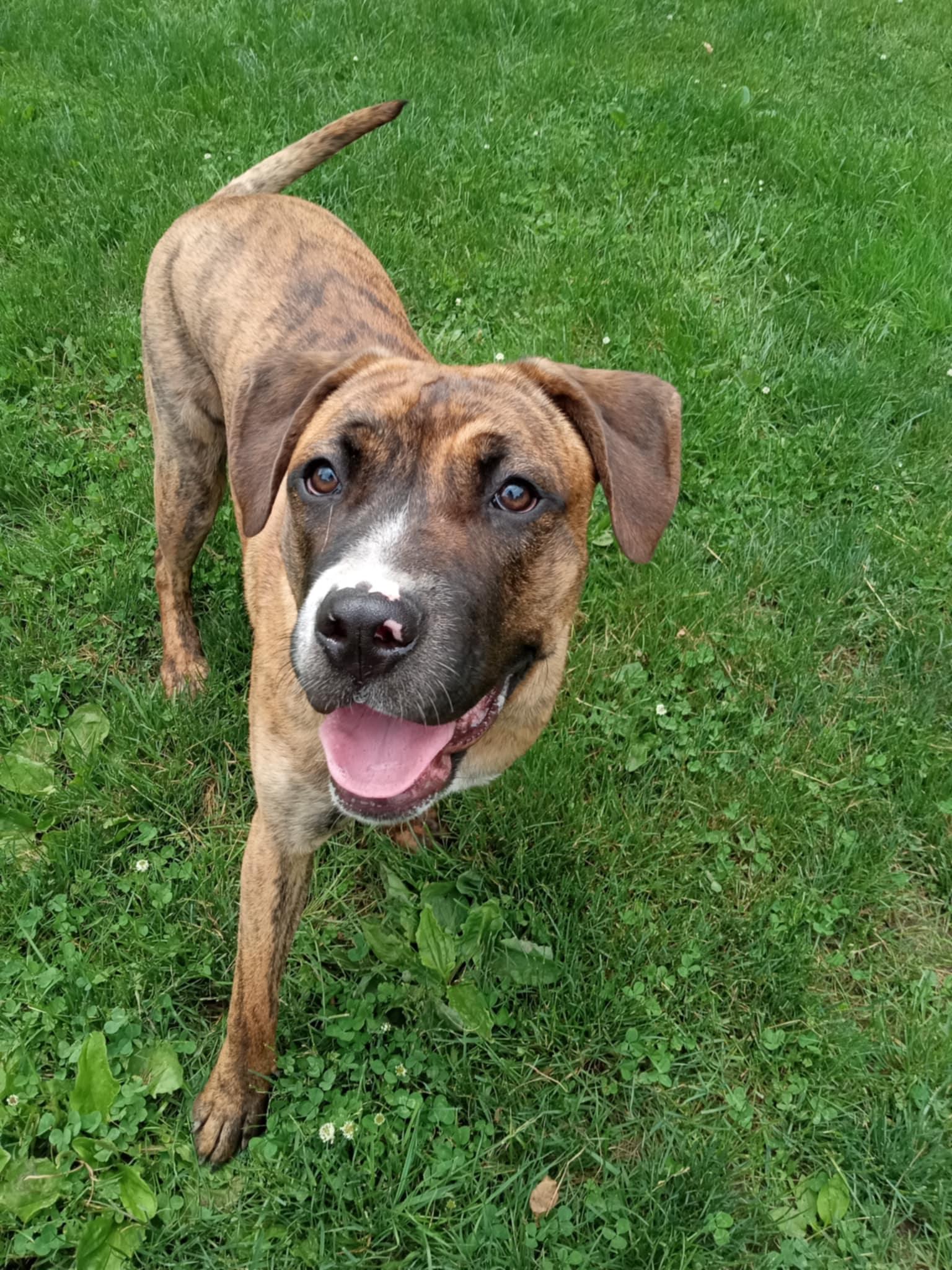 Bella, a Adoptable mixed breed in Addison, ON image 2/6