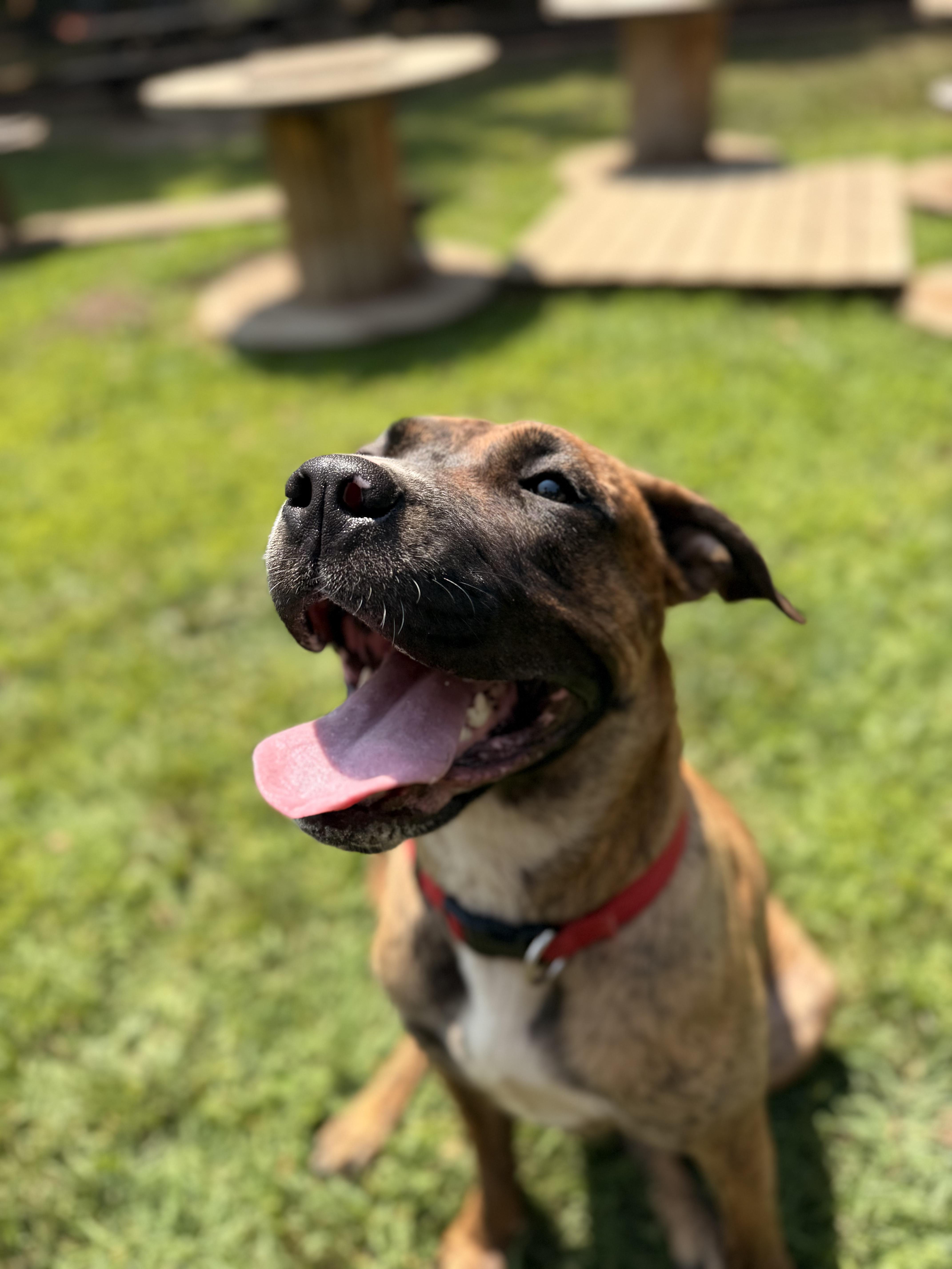 Bella, a Adoptable mixed breed in Addison, ON image 1/6